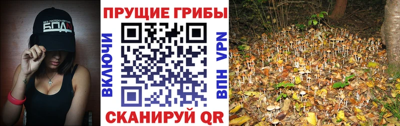 Галлюциногенные грибы Psilocybe  даркнет телеграм  Комсомольск-на-Амуре  ОМГ ОМГ рабочий сайт 